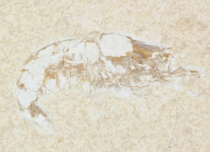 Cretaceous Fossil Shrimp - Lebanon #48556